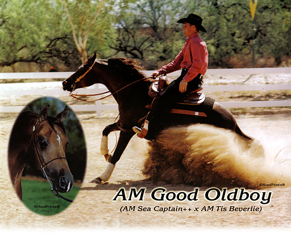 AM Good Oldboy - Arabian Stallion